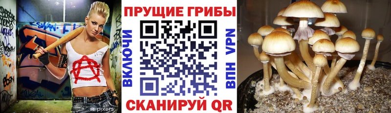 купить закладку  Ленинградская  Псилоцибиновые грибы GOLDEN TEACHER 